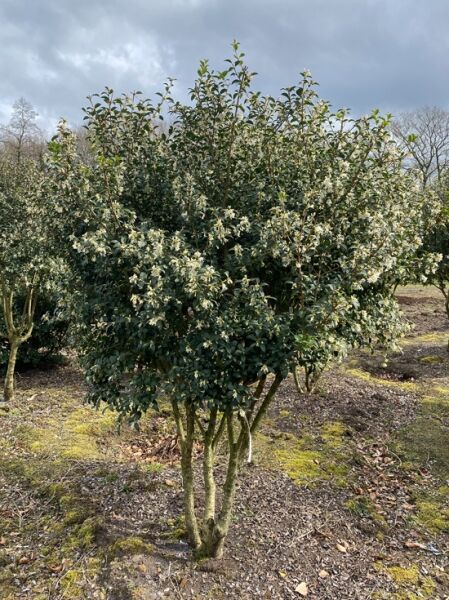 Frühlings Duftblüte Schirmform Nr 1176 Osmanthus burkwoodii 180 cm breit x 200 cm hoch