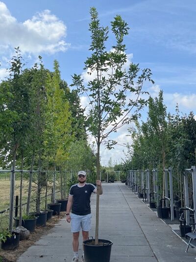 Amerikanische Esche (Fraxinus americana) Hochstamm 16-18 StU im Container, junger Baum mit schlankem Stamm und grünen Blättern.