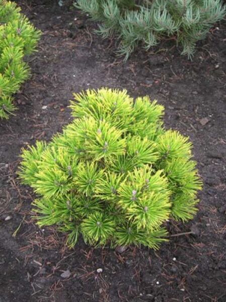 Pinus mugo 'Wintergold' – wintergelbe Zwerg-Bergkiefer 40-50 cm (breit), kompakter Zwergstrauch mit gelbgrünen Nadeln im Beet