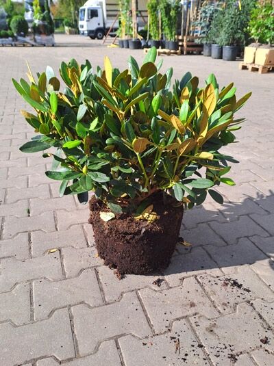 Rhododendron yakushimanum 'INKARHO Schneekrone' (Rhododendron) 40-50 cm breit, im Ballen, immergrüner Strauch mit grünen Blättern