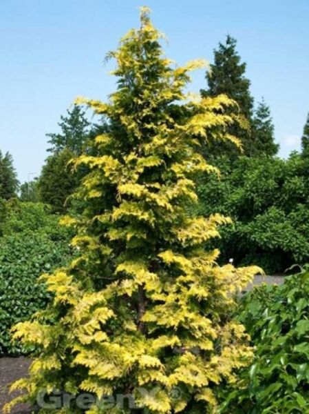 Hinoki-Scheinzypresse 'Crippsii' / Chamaecyparis obtusa 'Crippsii'