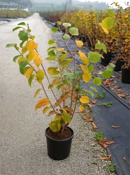 Zaubernuss Hamamelis intermedia 'Arnold Promise' 60-80 cm C7, mehrtriebiger Strauch im schwarzen Topf mit gelbgrünem Laub.
