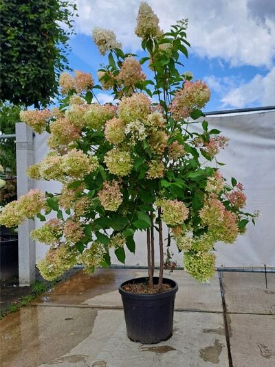 Rispen-Hortensie 'Phantom' Schirmfom' (719769) / Hydrangea paniculata 'Phantom' (719769)