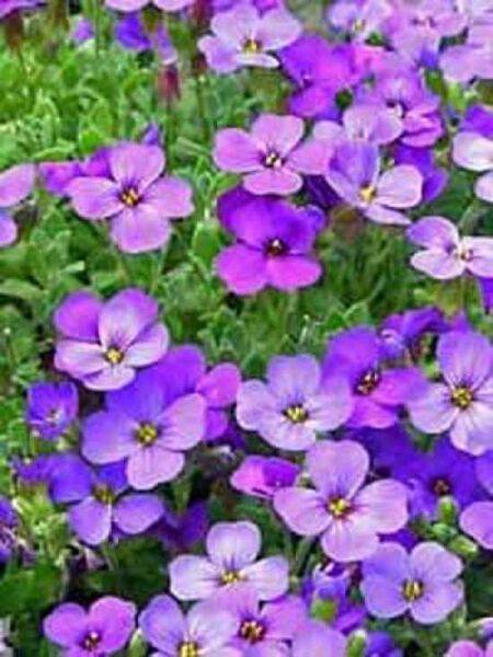 Blaukissen 'Cascade Blue' / Aubrieta 'Cascade Blue'