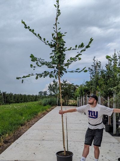Prunus avium 'Dönissens Gelbe Knorpelkirsche' / Süßkirsche 'Dönissens Gelbe Knorpelkirsche' Hochstamm im Container, 10-12 StU