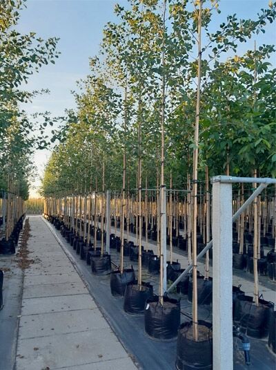 Alnus glutinosa (Schwarz-Erle, Rot-Erle) Hochstamm 10-12 StU im Container, gerade Stämme mit belaubter Krone in Reihe.