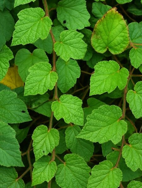 Rubus tricolor / Chinesische Brombeere, rankende Triebe mit grünen, gezähnten Blättern in Nahaufnahme