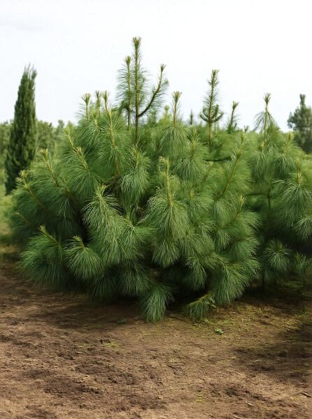 Pinus strobus (Weymouths-Kiefer) Strobe 200-250 cm m. Db., mehrtriebige Kiefer mit langen, weichen Nadeln im Freiland.