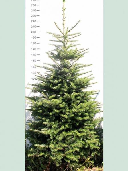 Abies koreana / Korea-Tanne