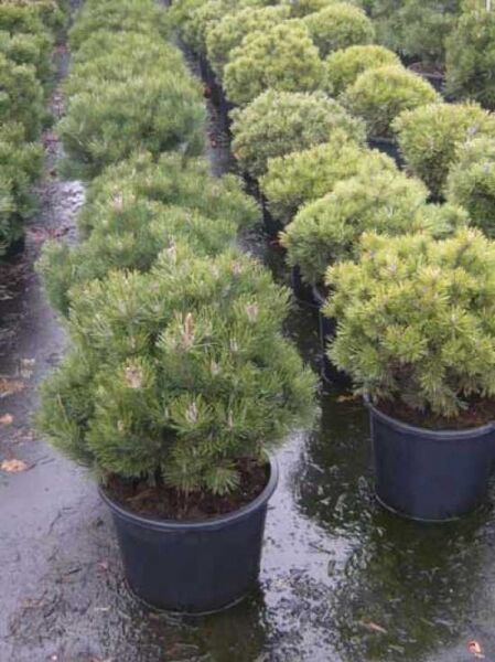 Pinus mugo 'Mops' / Kugel-Kiefer 'Mops'