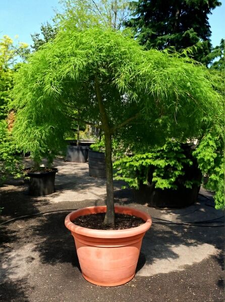 Grüner Schlitz-Ahorn Acer palmatum 'Dissectum' auf Stamm, Solitär im Topf, hängende grüne, fein geschlitzte Blätter, Stamm 100 cm