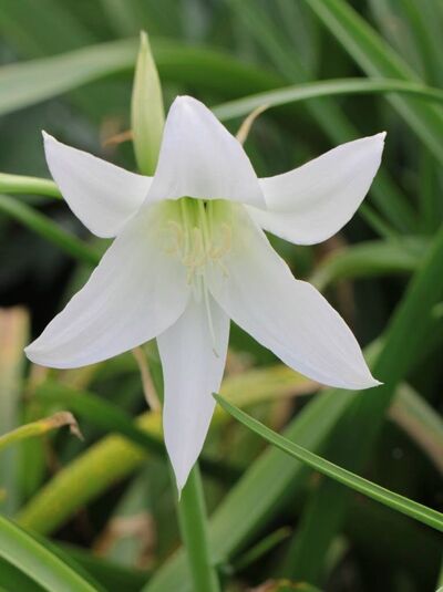 Freilandamaryllis / Garten-Hakenlinie 'Album' / Crinum x powellii 'Album'