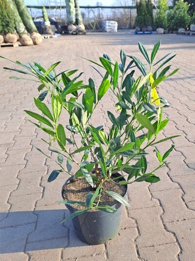 Schmalblttriger Kirschlorbeer 'Zabeliana' - Prunus laurocerasus 'Zabeliana'