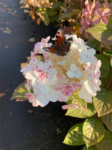 Rispen-Hortensie 'Early Sensation ®' / Hydrangea paniculata 'Early Sensation ®'