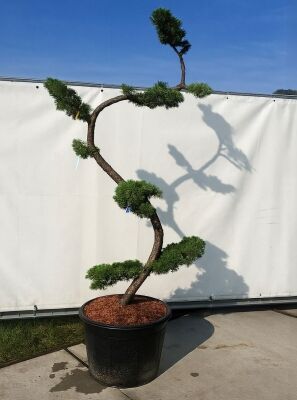 Bonsai fr den Garten / Gartenbonsai (bis 999 ) gnstig kaufen