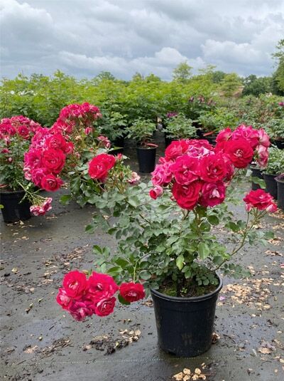 Rosa 'Corazon' (Zwergrose) C5 im Topf mit dunkelrosa Blüten und grünem Laub in der Baumschule
