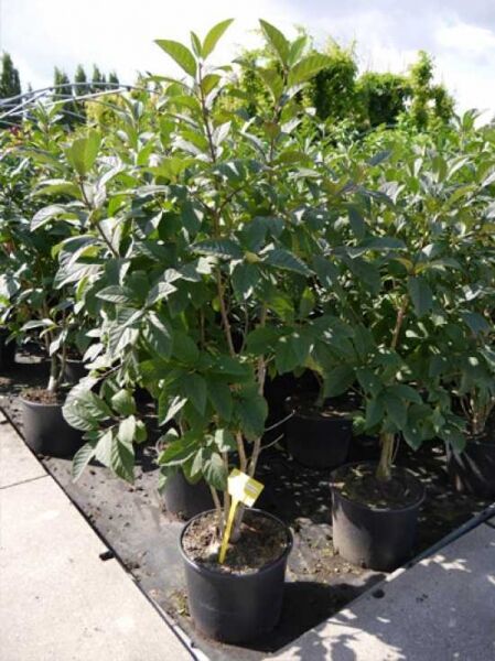 Chionanthus virginicus (Virginischer Schneeflockenstrauch) 100–125 cm C20 im schwarzen Topf, mehrtriebiger Strauch mit grünem Laub.