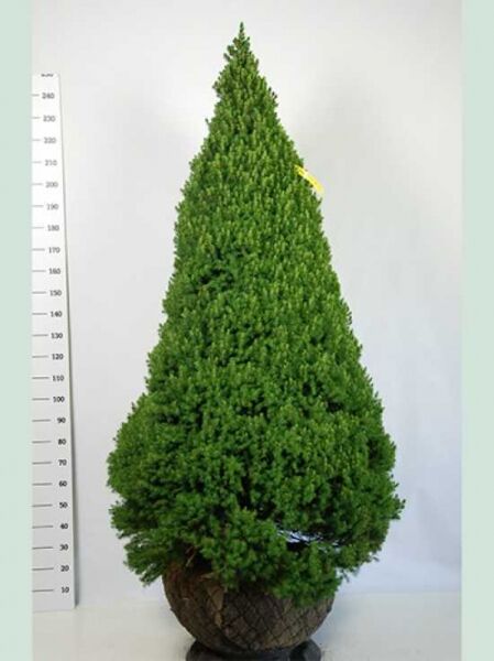 Picea glauca 'Conica' (Zuckerhut-Fichte) 180–200 cm, kegelförmiger Nadelbaum mit dichtem, grünem Wuchs, mit Drahtballen.