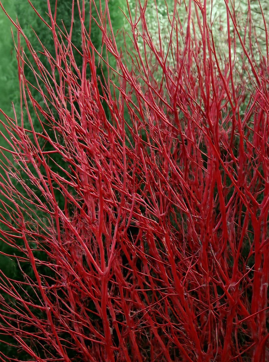Weibunter Purpur-Hartriegel - Cornus alba 'Sibirica Variegata' -  Baumschule NewGarden
