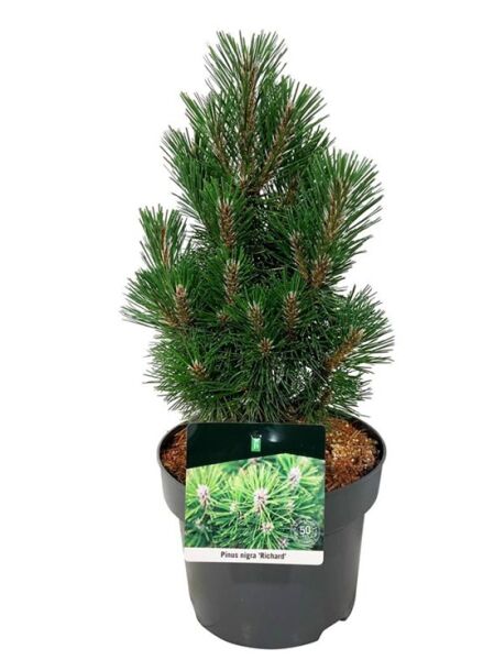 Zwerg-Schwarz-Kiefer 'Richard' / Pinus nigra 'Richard'
