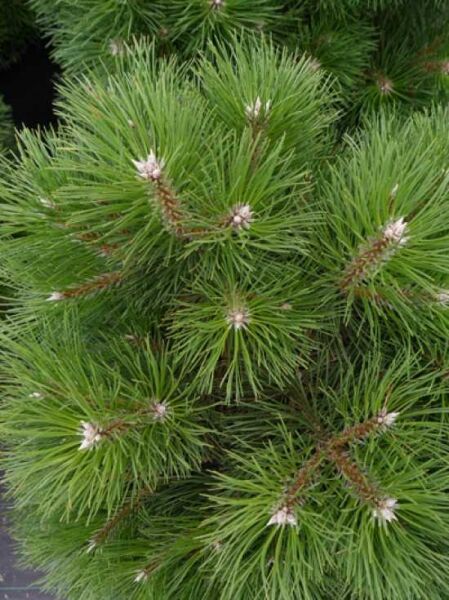 Zwerg-Schwarzkiefer / Pinus Nigra 'Nana' Kaufen