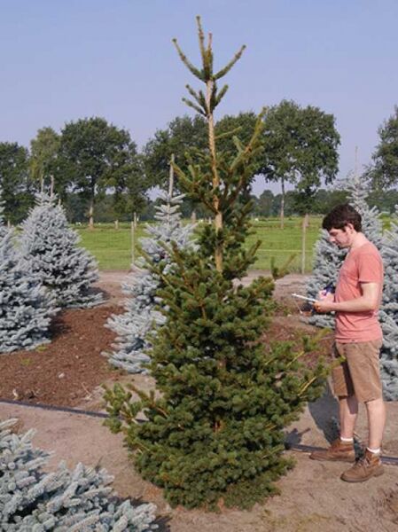 Stech-Fichte 'Lucky Strike' / Picea pungens 'Lucky Strike'