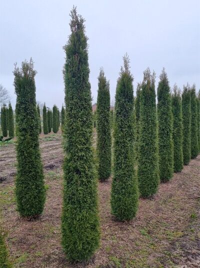 Lebensbaum 'Smaragd' Toskanasäule / Lebensbaum 'Smaragd' Toskanasäule