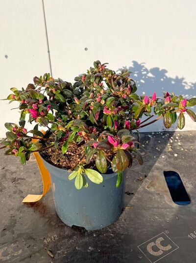 Japanische Azalee 'Melina' (Rhododendron obtusum 'Melina'), 25-30 cm C3, Topfpflanze mit grünen Blättern und pinken Knospen.