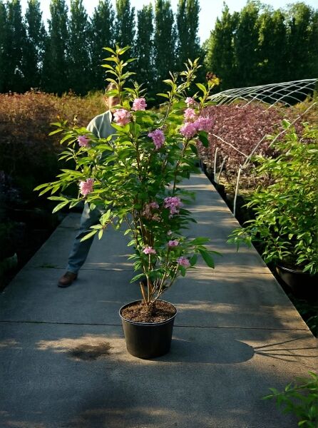 Prunus serrulata 'Pink Perfection' / Japanische Zierkirsche 'Pink Perfection' 175-200 cm C20 im Topf mit rosa Blüten und Laub
