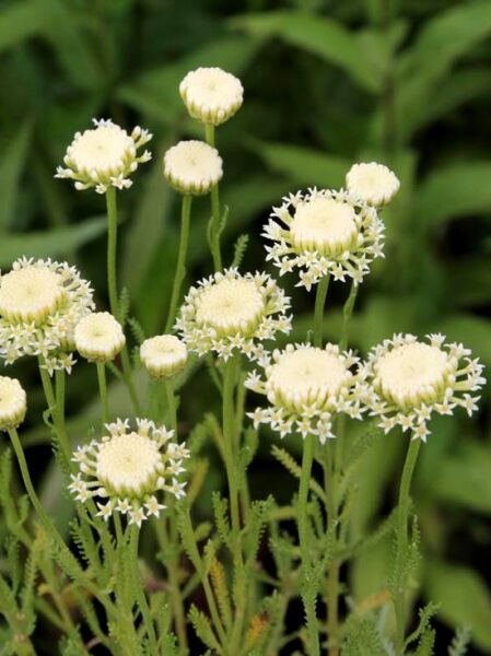 Santolina chamaecyparissus 'Edward Bowles' – Silbriges Heiligenkraut 'Edward Bowles' mit gelblichen, kugeligen Blüten und feinem Laub