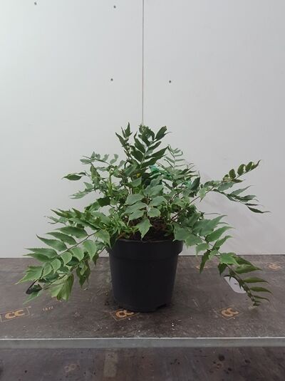 Fortuneis-Sichelfarn (Cyrtomium falcatum var. clivicola) im schwarzen Topf, Sorte Clivicola, mit gebogenen, glänzend grünen Wedeln.