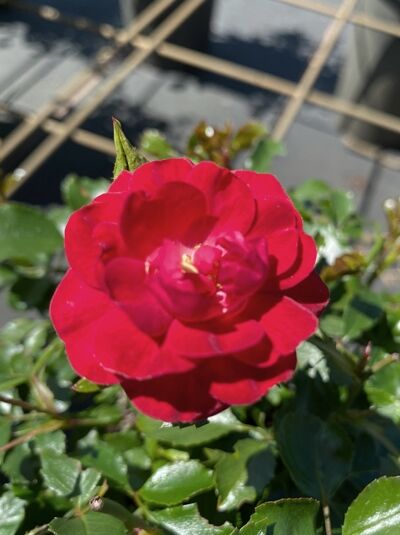 Beetrose 'Balou' / Beetrose 'Balou'