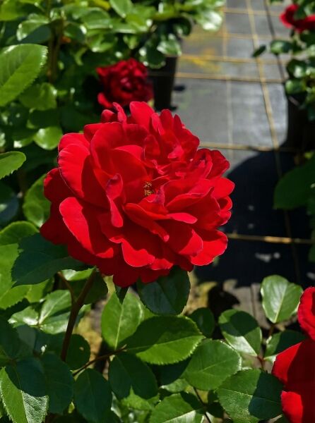 Beetrose Rosa 'Jugendliebe'® mit roter, gefüllter Blüte und grünem Laub am Strauch.