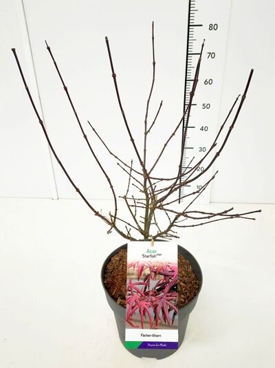 Dunkelroter Fächer-Ahorn 'Starfish' / Acer palmatum 'Starfish'