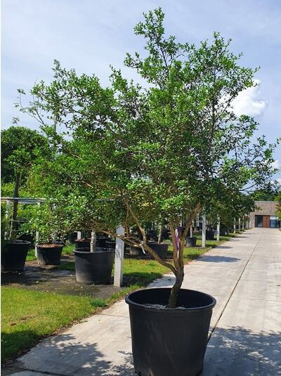 Osmanthus burkwoodii 200 cm breit x 275 cm hoch / Frühlings-Duftblüte Schirmform (546200)