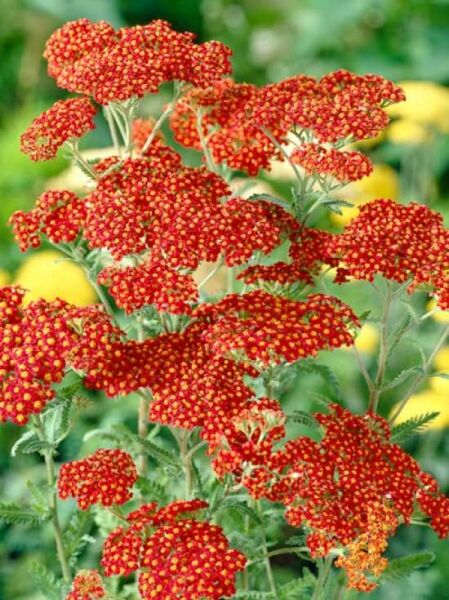 Schafgarbe 'Walter Funcke' / Achillea filipendulina 'Walter Funcke'