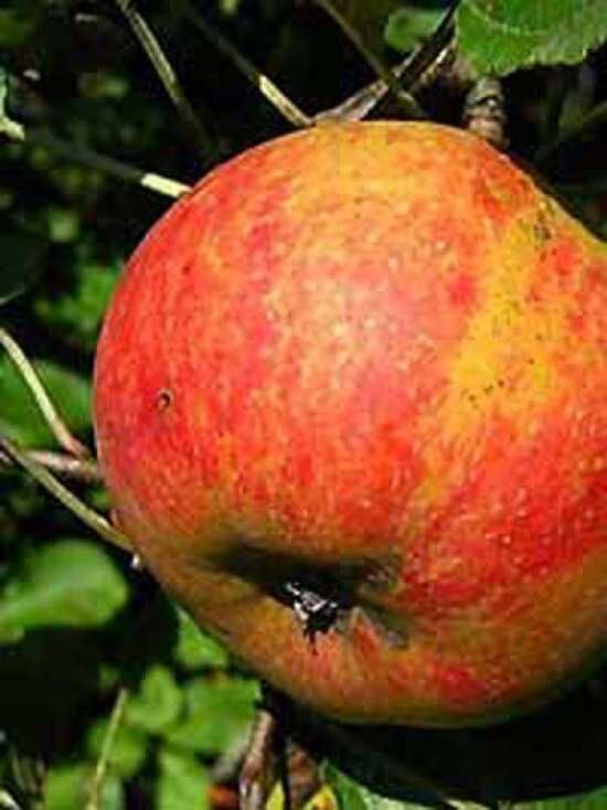 Apfel 'Roter Boskoop' / Malus domestica 'Roter Boskoop'