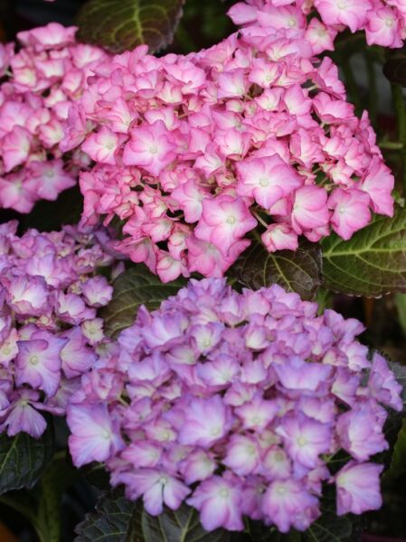 Eichblatthortensie ‘Alice’ (Hydrangea quercifolia ‘Alice’) mit rosa bis violetten Blütenständen und dunkelgrünen Blättern
