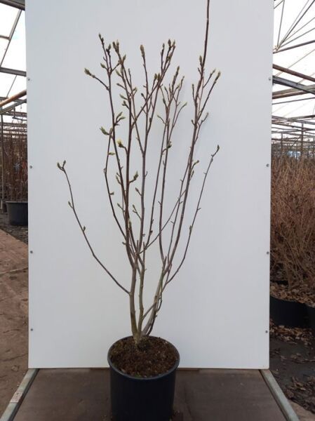 Magnolia soulangiana 'Superba', Tulpen-Magnolie Superba, 150-175 cm C20, mehrstämmiger Strauch im Container mit Knospen