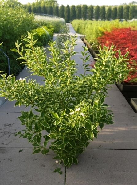 Liebliche Weigelie (Weigela florida) 'Nana Variegata' mit grün-weiß panaschierten Blättern, Strauch im Container C12, 60–100 cm