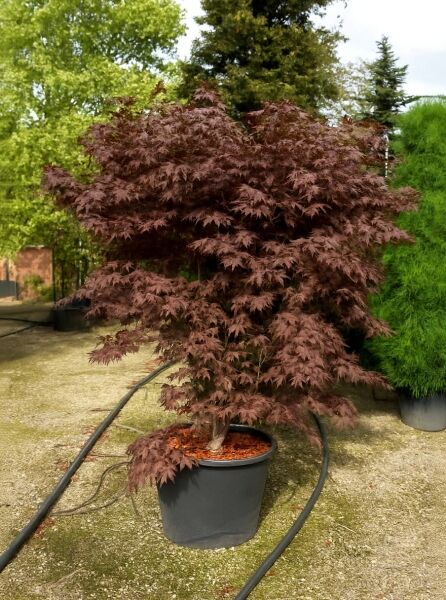 Roter Fächer-Ahorn Acer palmatum 'Fireglow', Japanischer Ahorn im Container C80, 175–200 cm, rotbraunes Laub