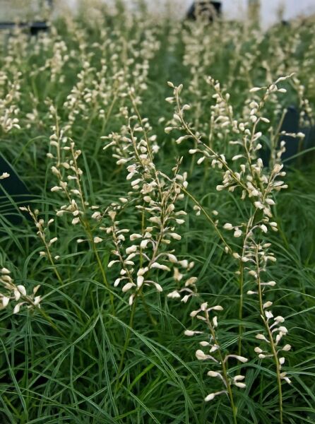 Ophiopogon chingii (Schlangenbart) mit schmalen, grünen Blättern und aufrechten Blütenständen mit weißen Knospen