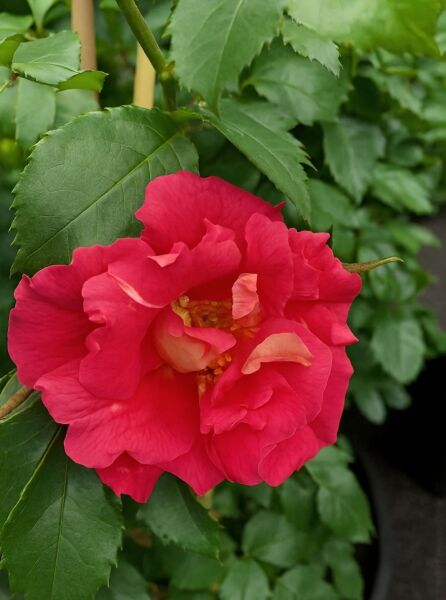 Kletterrose 'Bajazzo' (Rosa 'Bajazzo') mit gefüllter, kräftig pinkroter Blüte und grünen, gesägten Blättern.