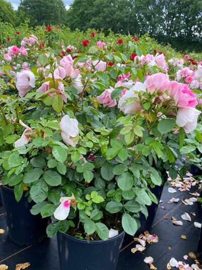 Rosa 'SEE YOU ® in Rosé' / Beetrose 'SEE YOU ® in Rosé' C5 im Topf, Strauch mit rosafarbenen Blüten und grünem Laub