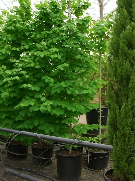 Cercidiphyllum japonicum Judasblatt/Kuchenbaum/Katsurabaum, Hochstamm 300–350 cm im Container C90 mit grünen Blättern