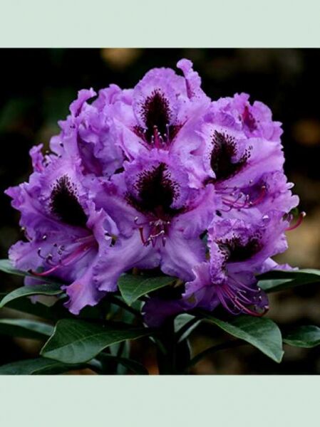 Rhododendron 'Rhododendron-Park Graal-Müritz' / Rhododendron Hybride 'Rhododendron-Park Graal-Müritz'