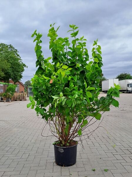 Philadelphus coronarius 'Aureus' (Gelber Europäischer Pfeifenstrauch), Strauch im Container C15, 100–125 cm, mit grün-gelbem Laub