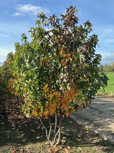 Liquidambar styraciflua 'Worplesdon' / Amberbaum 'Worplesdon', mehrstämmiger Baum mit gelappten Blättern und Herbstfärbung