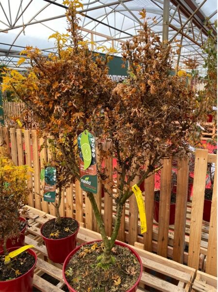 Acer platanoides 'Nowusch' Zwerg-Spitz-Ahorn 'Nowusch', 60–80 cm, C15, mehrstämmiger Strauch im Topf mit herbstlichem Laub.