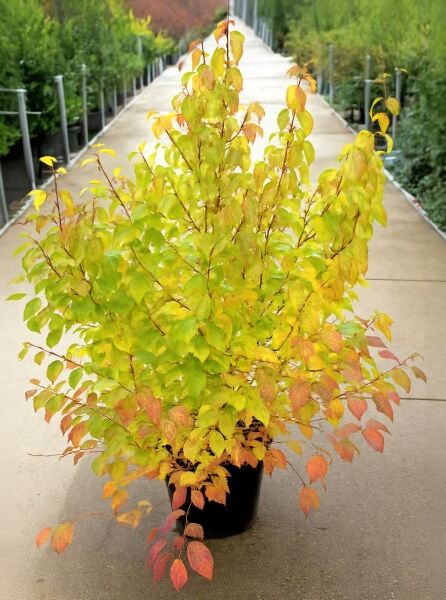 Roter Hartriegel (Cornus sanguinea) 'Midwinter Fire' 80-100 cm C12, Strauch im Container mit gelbgrünem bis rötlichem Laub